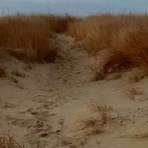 Meet your Posher, Cynthia